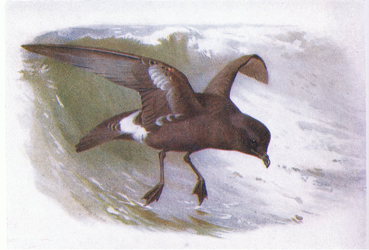 ಸ್ಟಾರ್ಮ್ ಪೆಟ್ರೆಲ್ ಟರ್ಕ್ by Archibald Thorburn