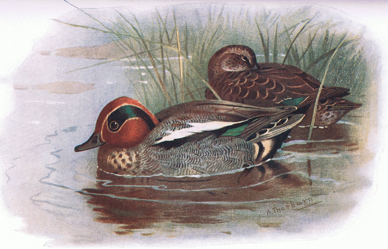 Teal, Longmans tarafından yayınlanan British Birds