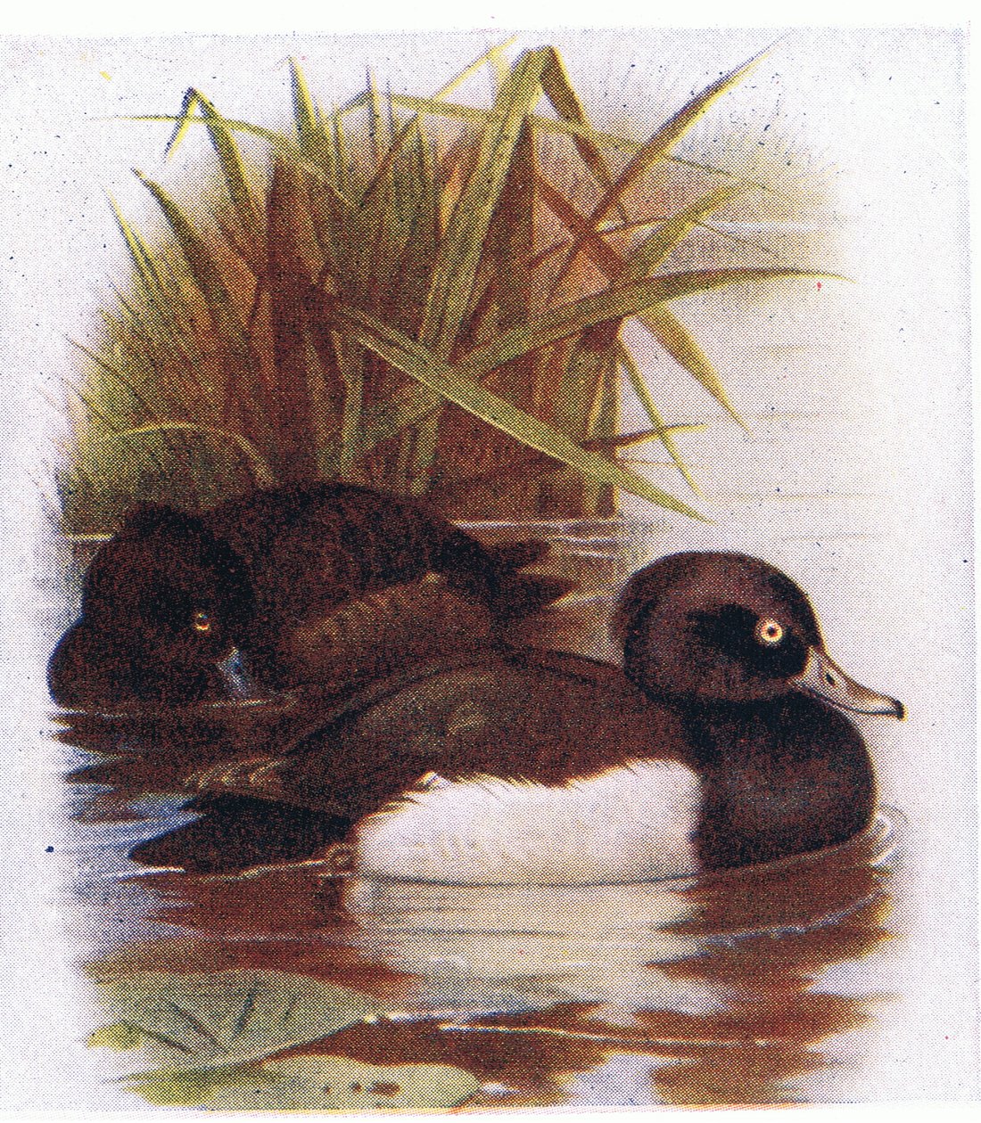 püsküllü ördek by Archibald Thorburn