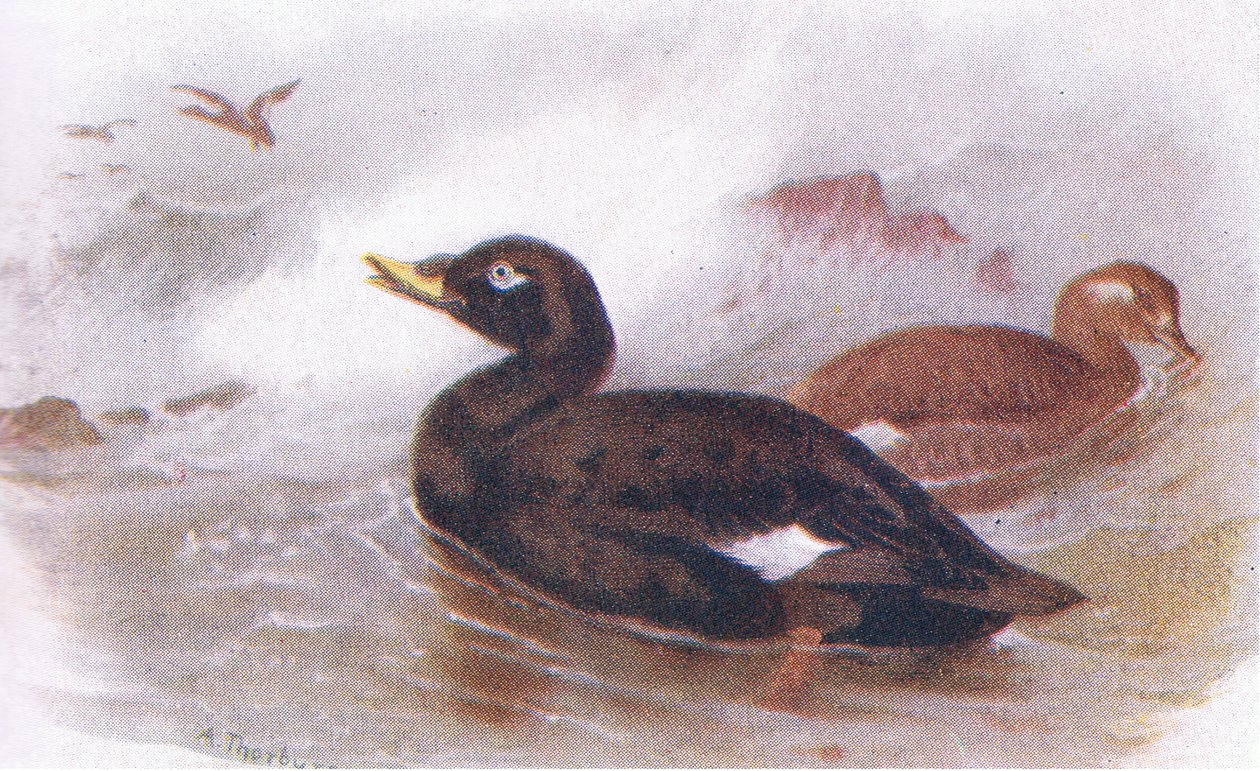 Kadife Scoter by Archibald Thorburn