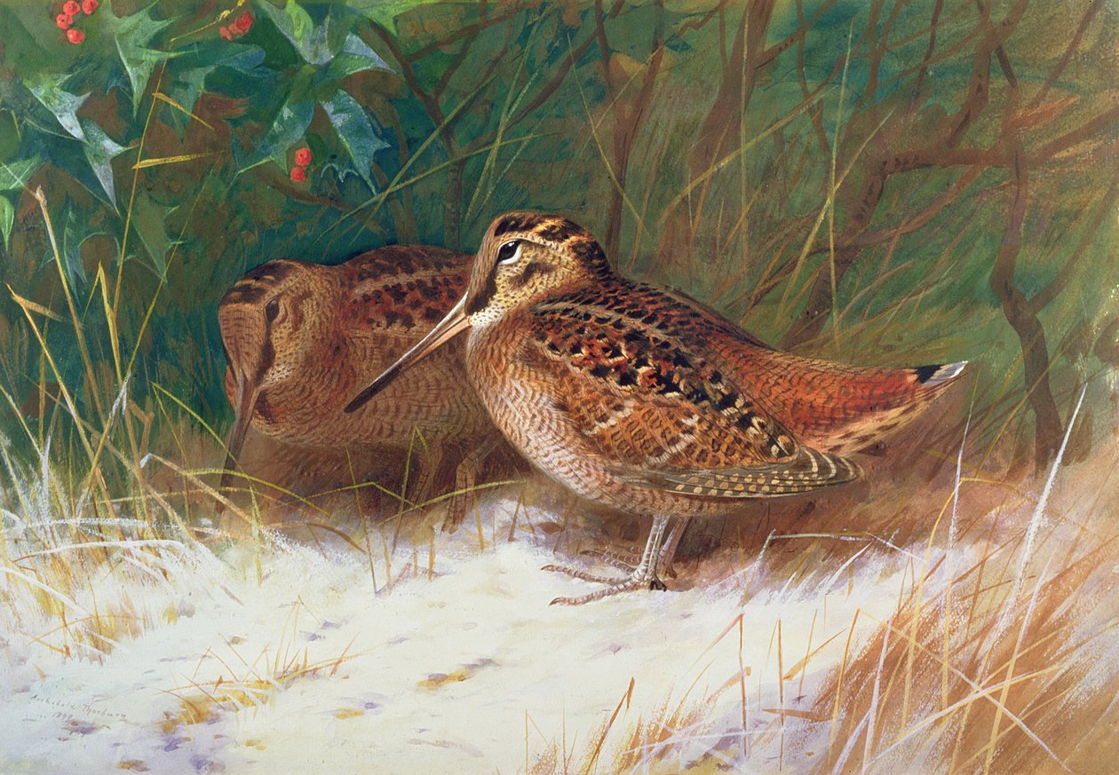 Çalılıktaki çulluk by Archibald Thorburn