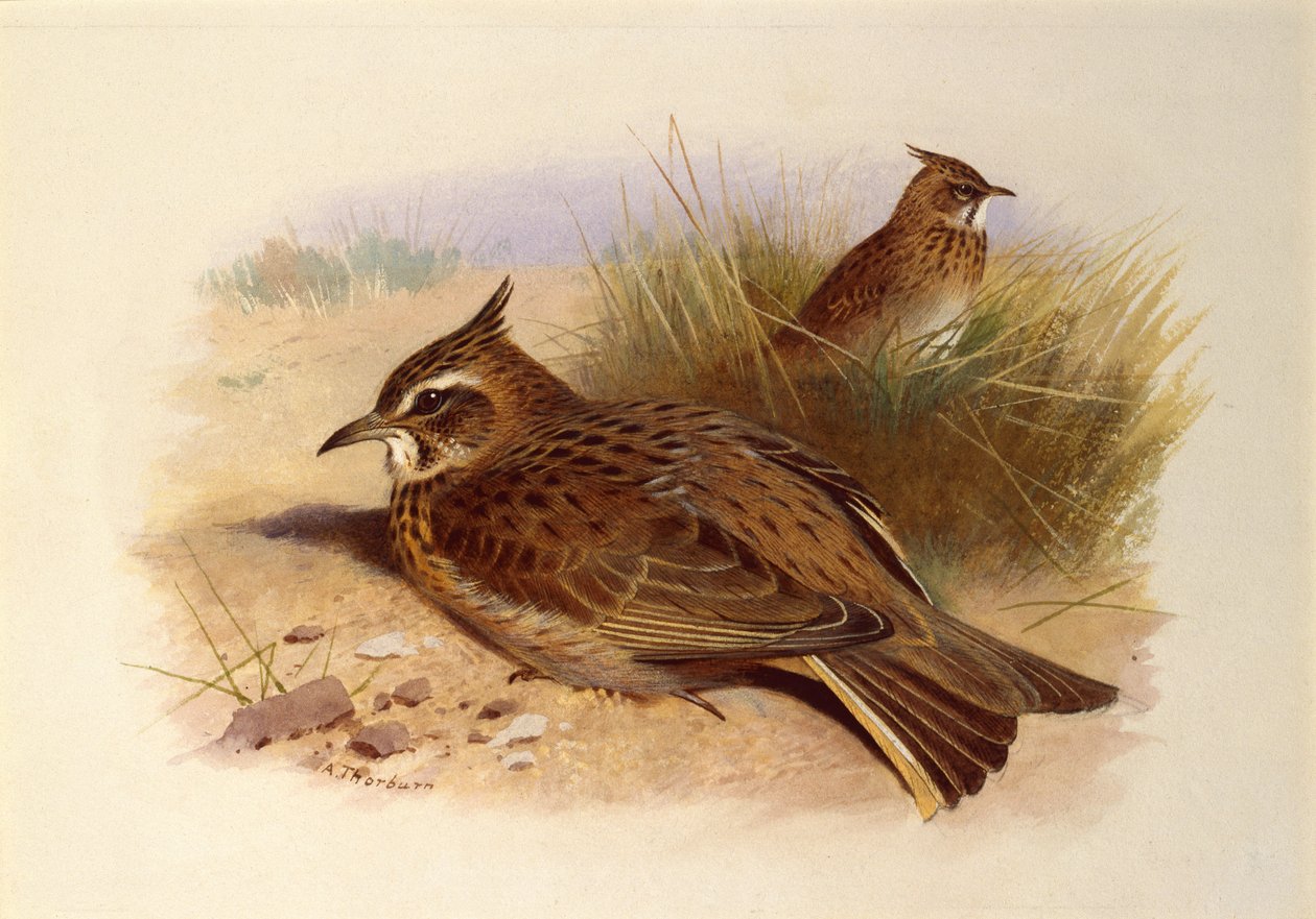 Tepeli Lark, İngiliz Kuşları by Archibald Thorburn