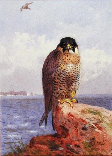 Deniz kenarında bir Peregrine Falcon by Archibald Thorburn