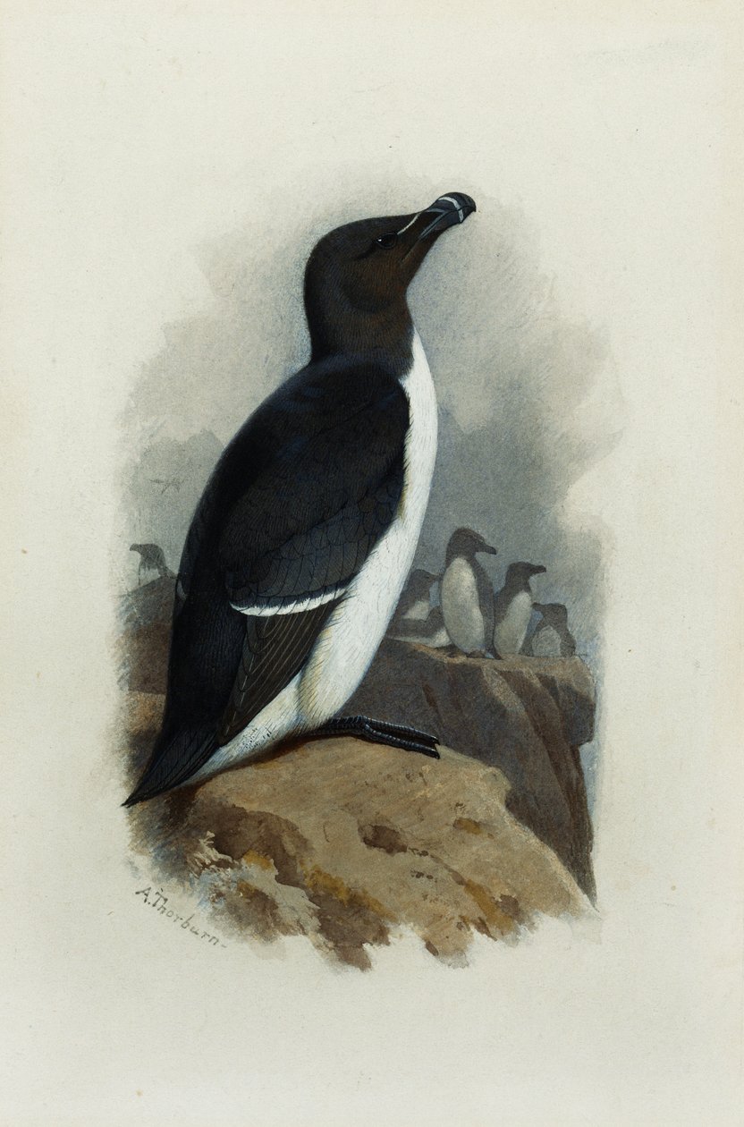 Bir Razorbill by Archibald Thorburn
