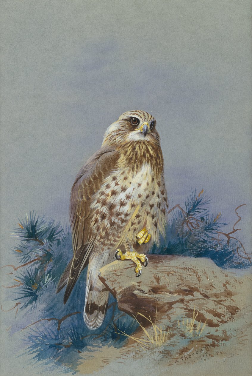 Kaba Bacaklı Bir Akbaba by Archibald Thorburn