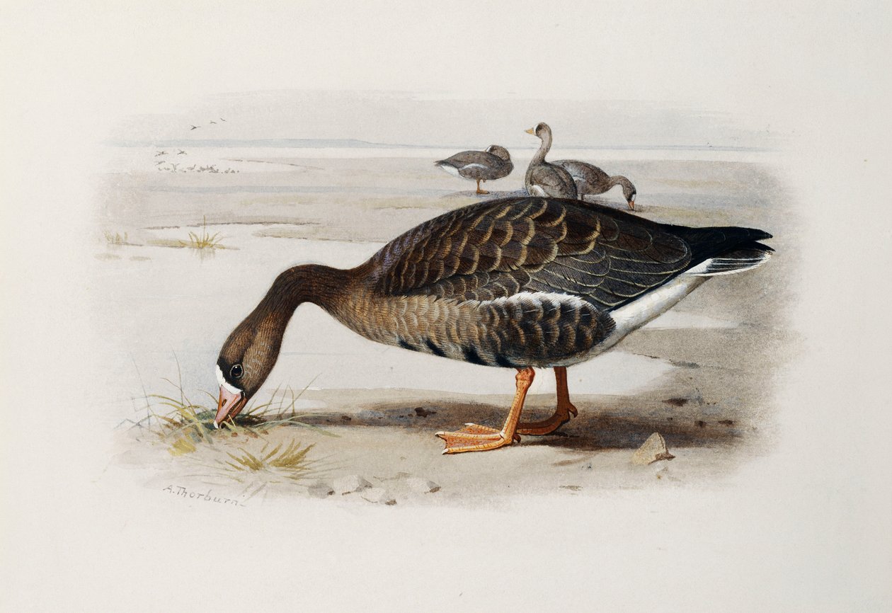 Beyaz Önlü Kaz by Archibald Thorburn