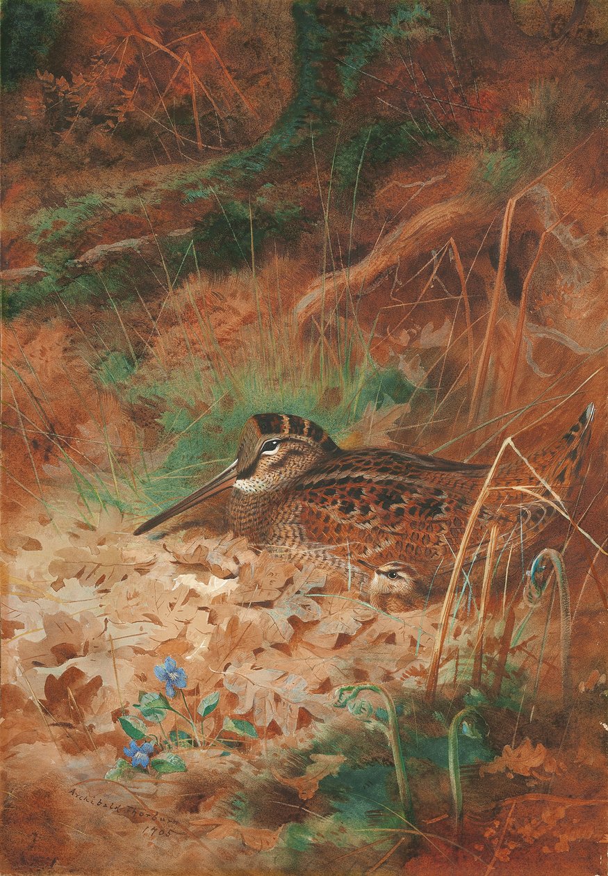 Çalılıkta Bir Çulluk ve Piliç by Archibald Thorburn