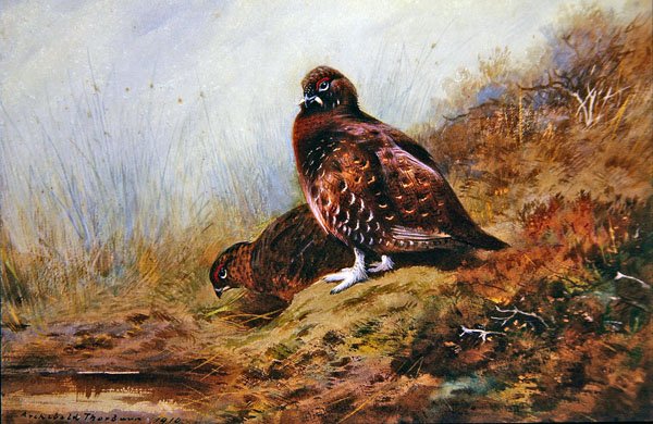 orman tavuğu by Archibald Thorburn