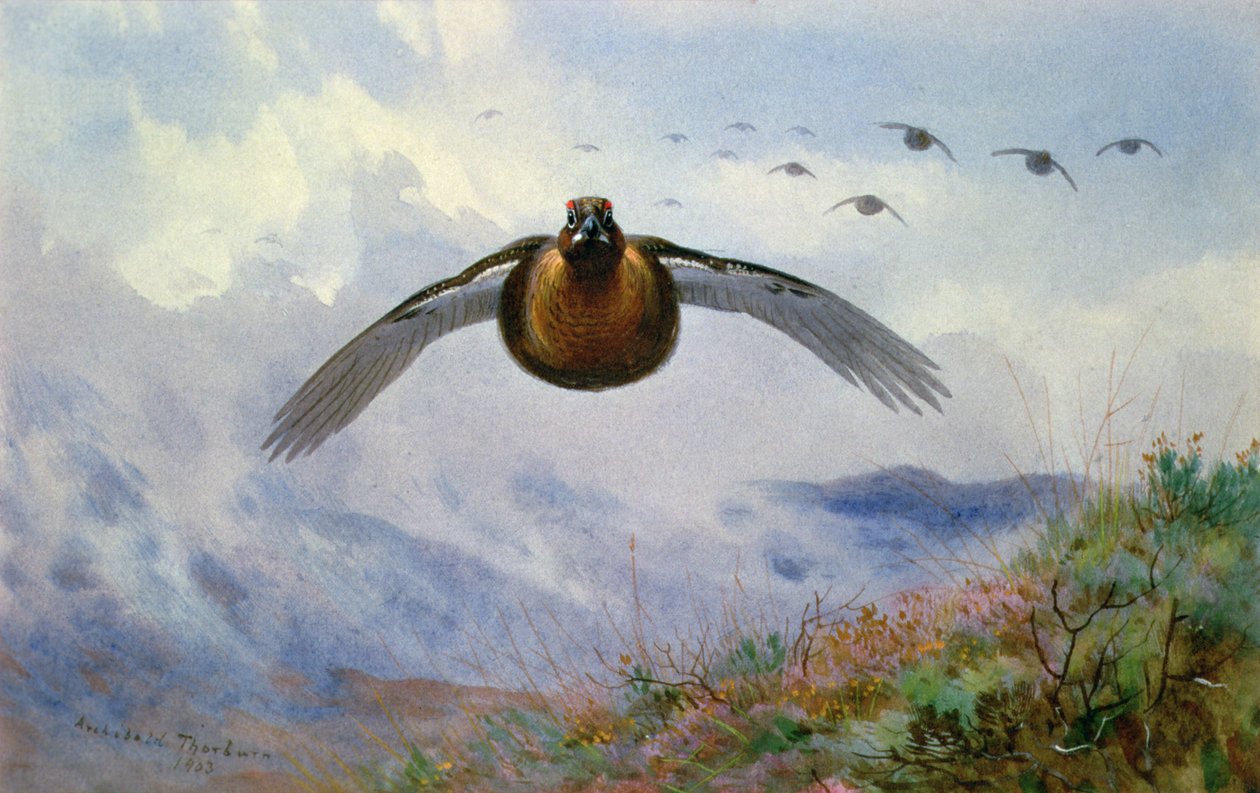 Uçuşta Orman Tavuğu by Archibald Thorburn