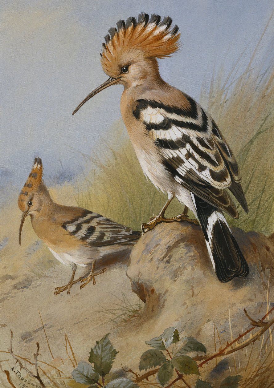 ibibikler by Archibald Thorburn
