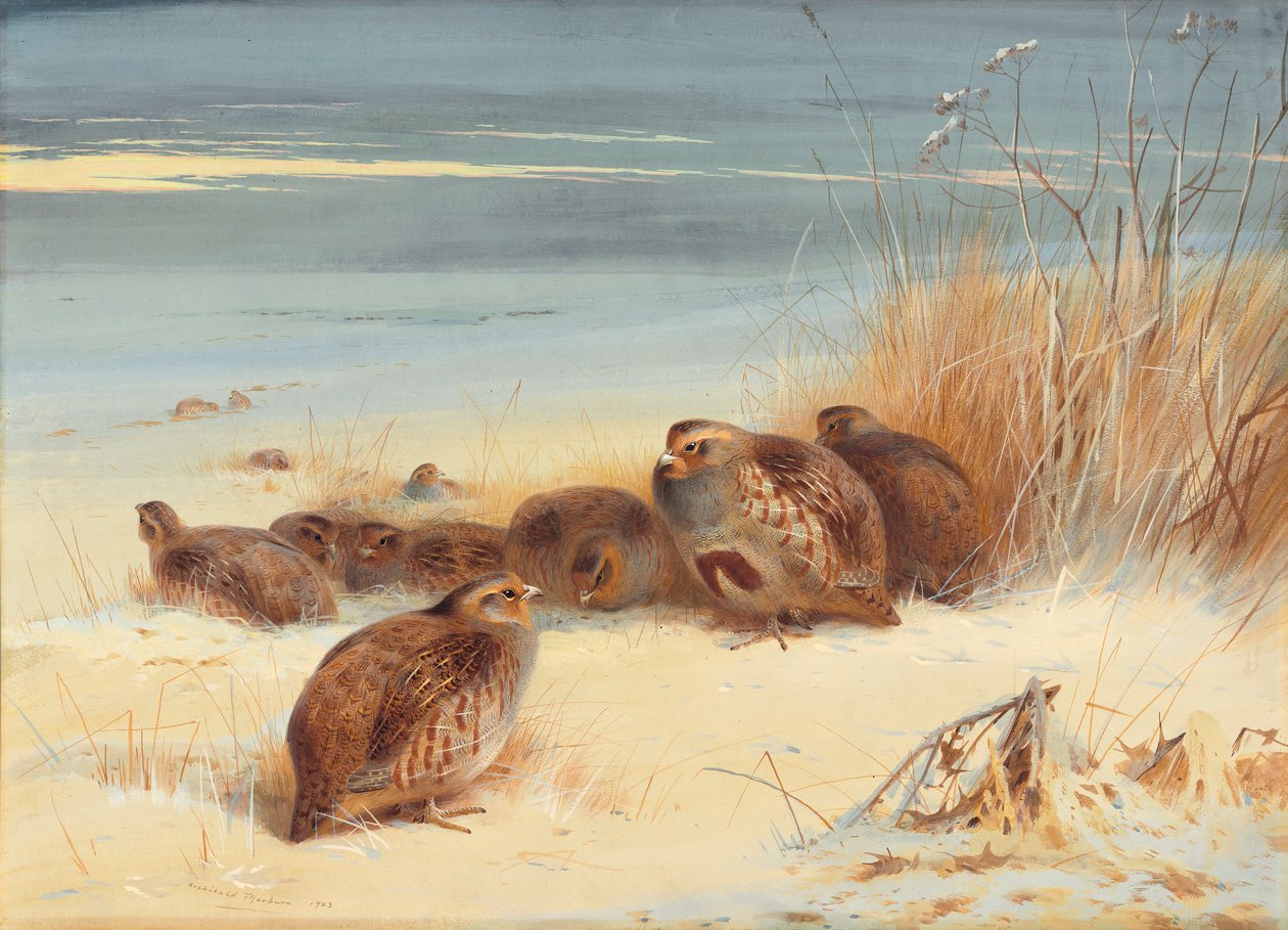 Soğuk bir sabah keklik by Archibald Thorburn