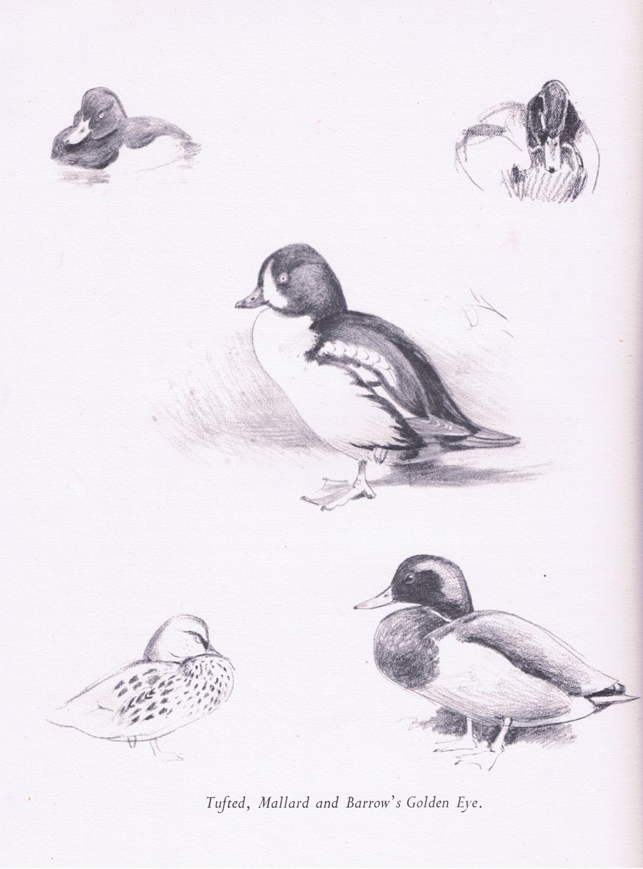 Tepeli Ördekler, Yeşilbaşlar, Barrows Goldeneye, 1938 by Archibald Thorburn