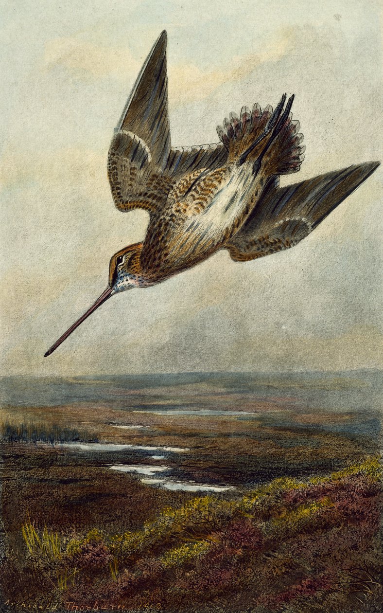Çulluk by Archibald Thorburn