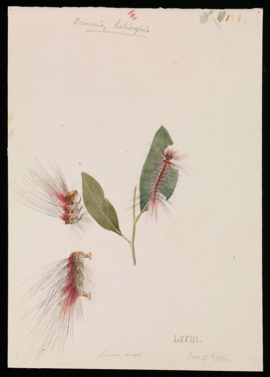 Gül Anthelid, Chenuala helispis by Arthur Bartholomew