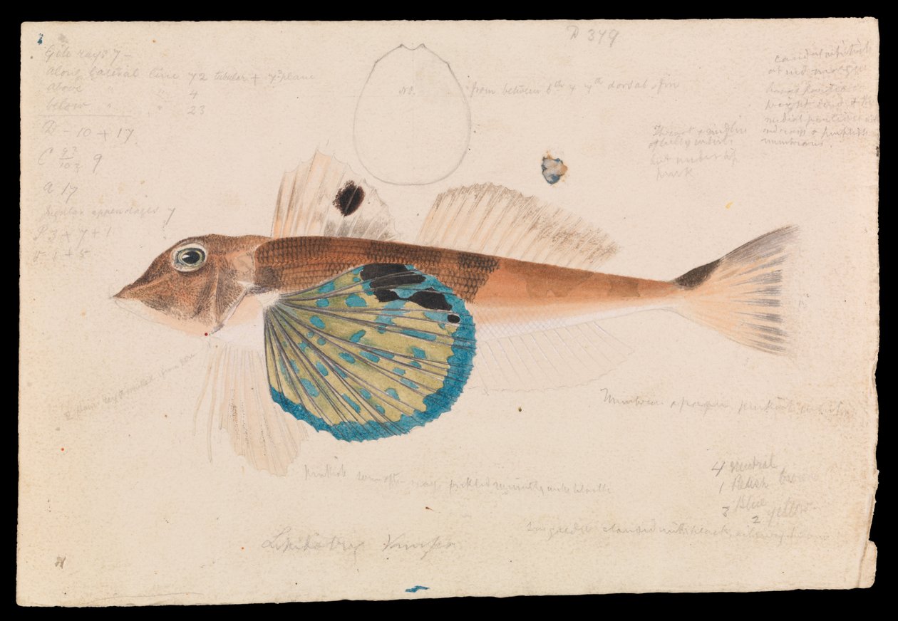 Kelebek Gurnard, Lepidotrigla vanessa by Arthur Bartholomew