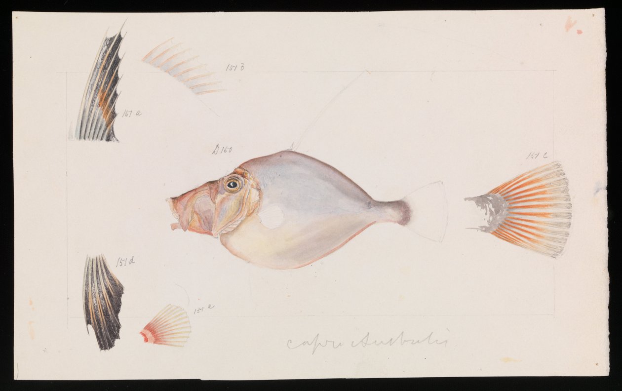 Gümüş Dory, Cyttus australis by Arthur Bartholomew