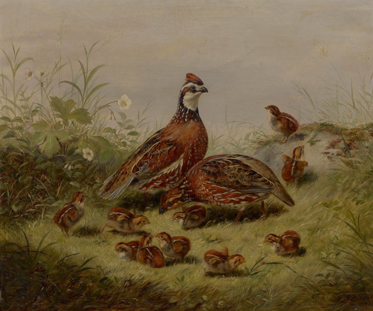 bıldırcın ve genç by Arthur Fitzwilliam Tait