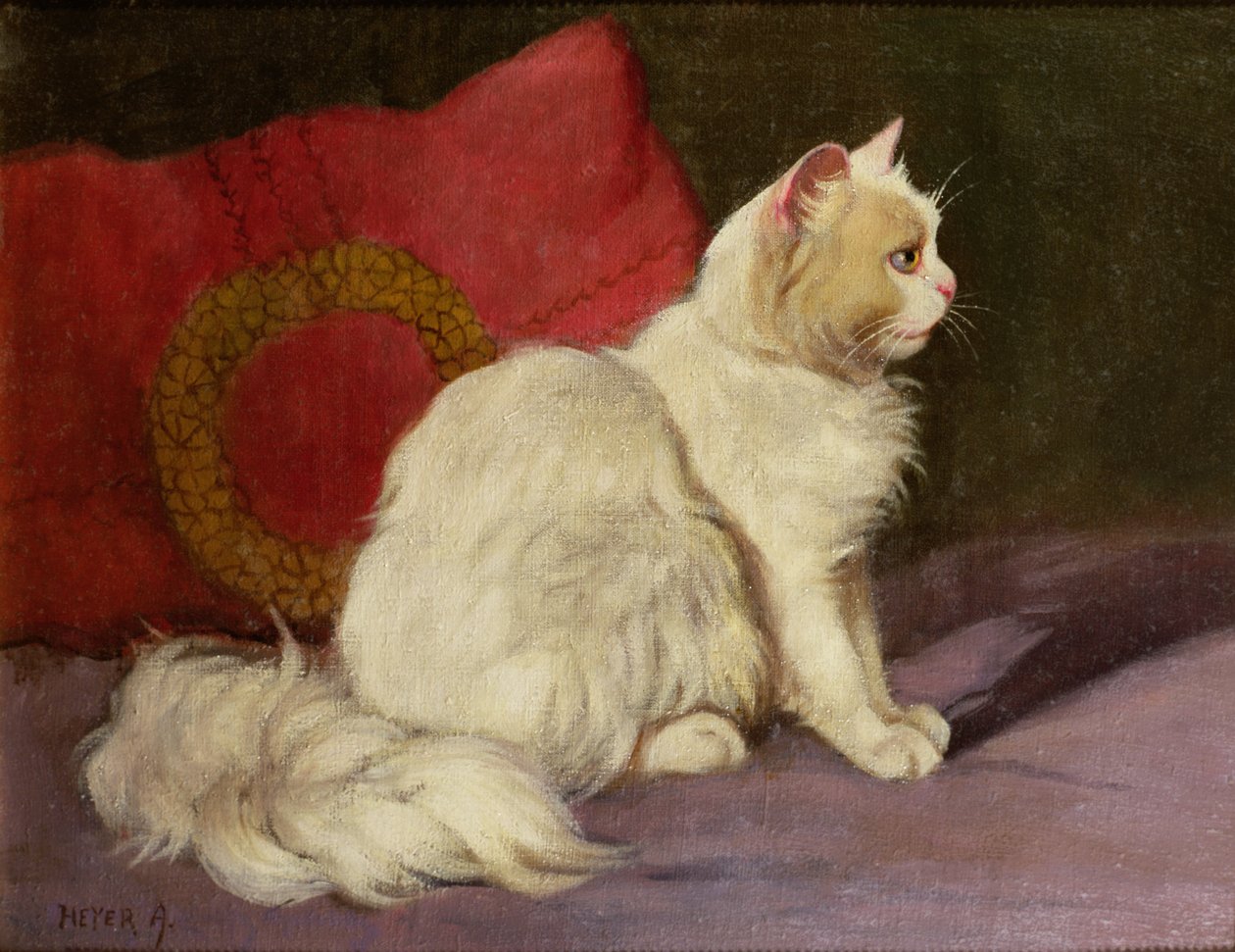 Beyaz İran Kedisi by Arthur Heyer