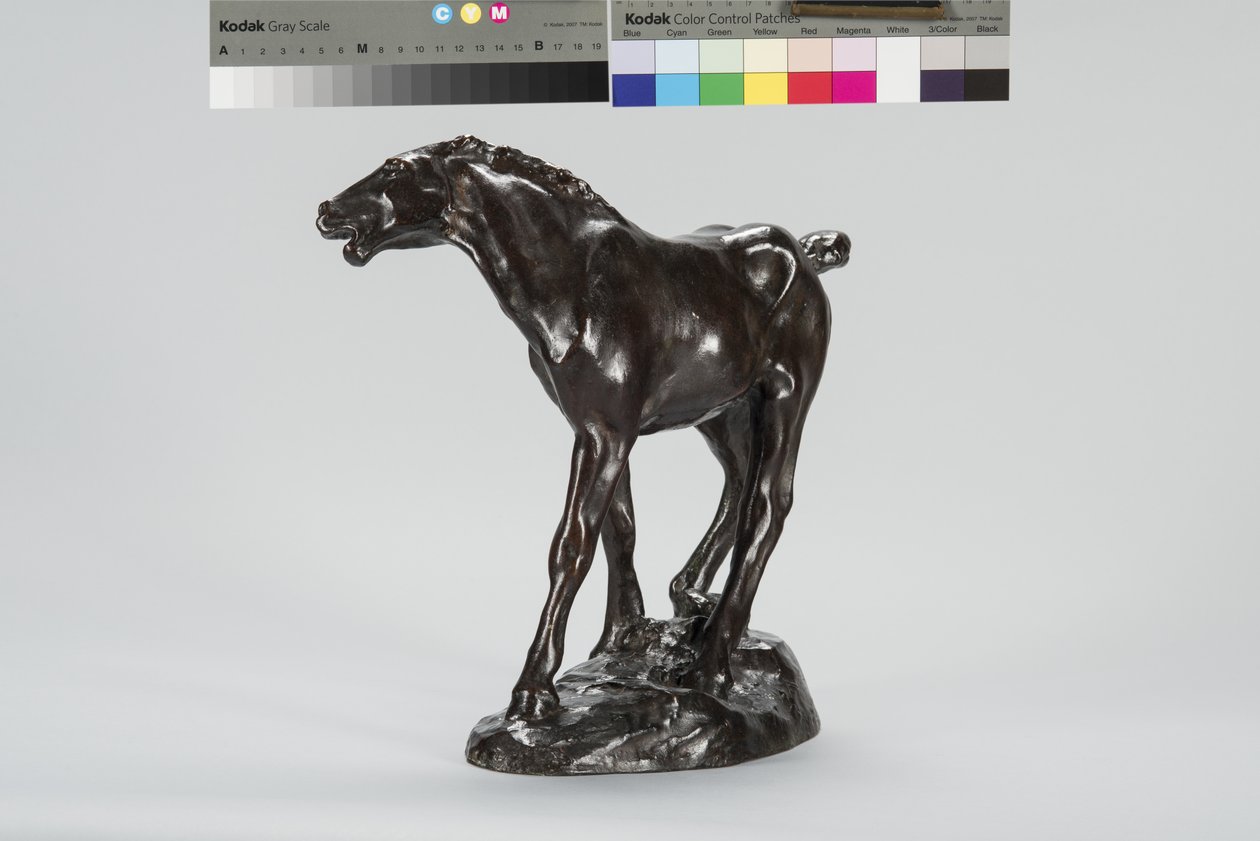 Colt (bronz) by Arthur Putnam