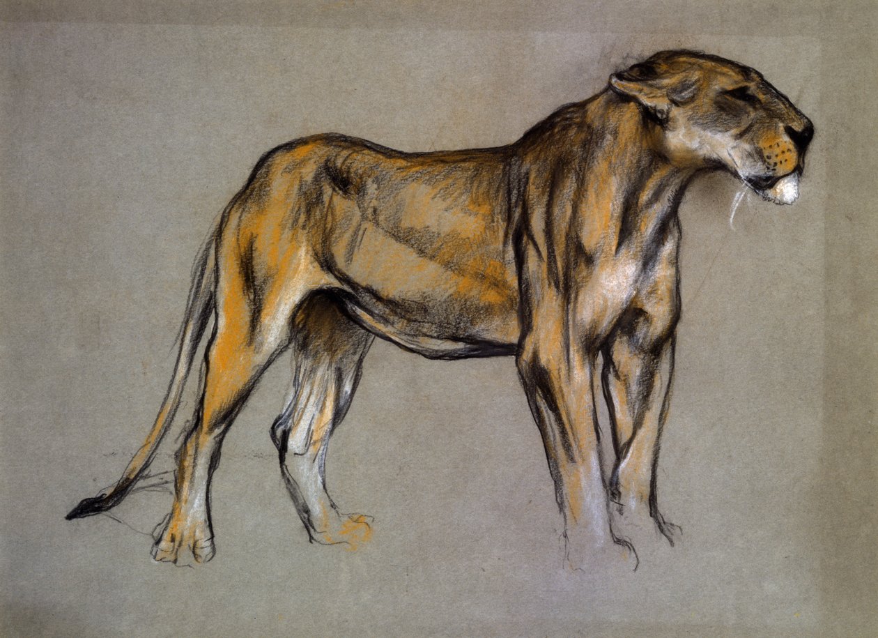 Bir Dişi Aslan, c.1900 (gri kağıt üzerine pastel) by Arthur Wardle