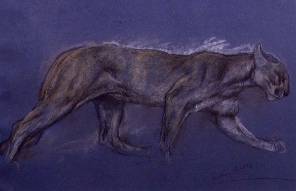 Puma (kağıt üzerine tebeşir) by Arthur Wardle