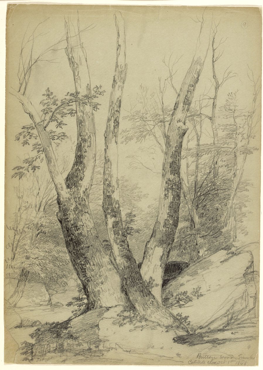 Buttonwood Trunks, Catskill Clove, New York, 1848 (gri-yeşil kağıt üzerinde grafit) by Asher Brown Durand
