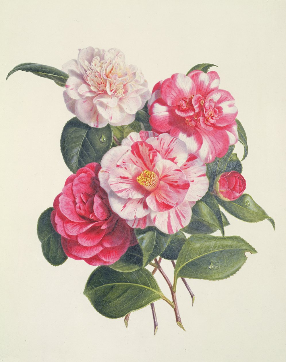 Kamelya, c.1840 by Augusta Innes Withers