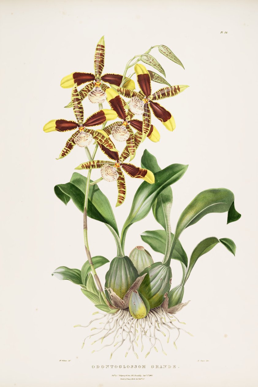 büyük Rossioglossum by Augusta Innes Withers
