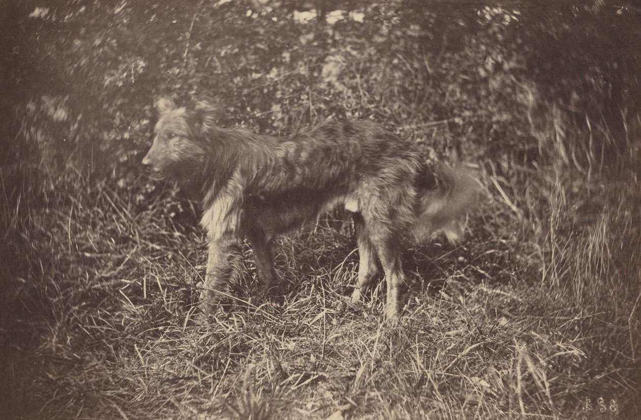 Bir Köpek Çalışması, 1870