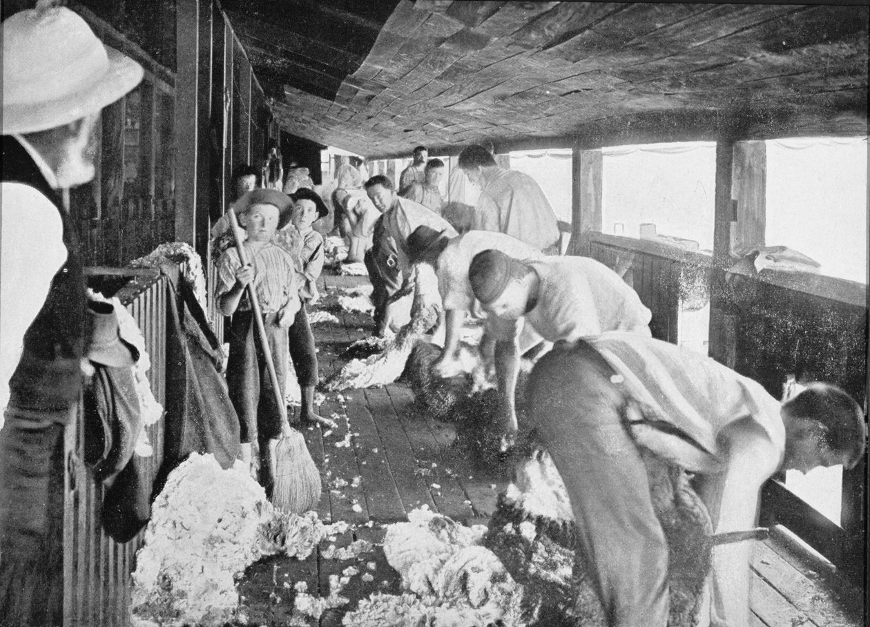 Shear Shearing Shed, Queensland, c.1900, 