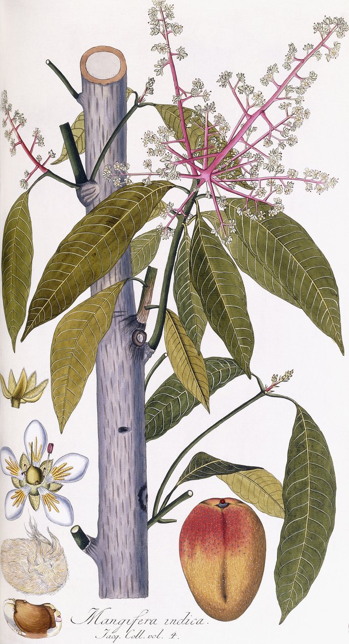 Mangifera göstergesi by Austrian School