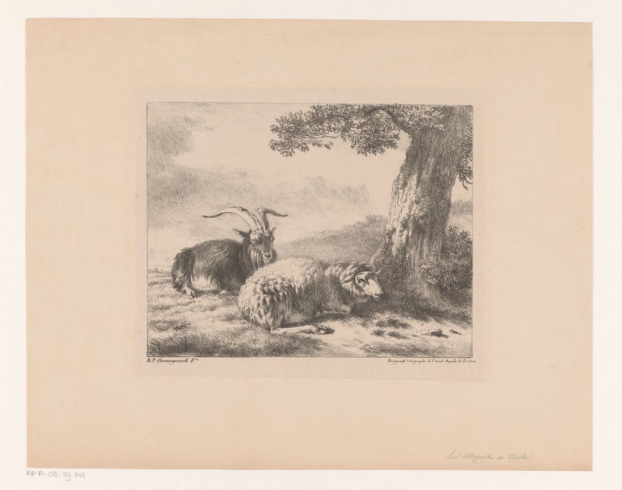 keçi ve koyun by Balthasar Paul Ommeganck