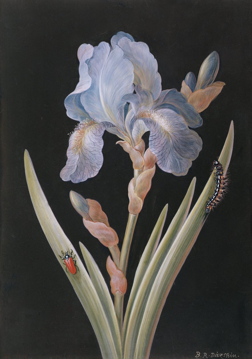 PD.328-1973 Tırtıl ve böcek ile Iris germanica (parşömen üzerine guaj) by Barbara Regina Dietzsch