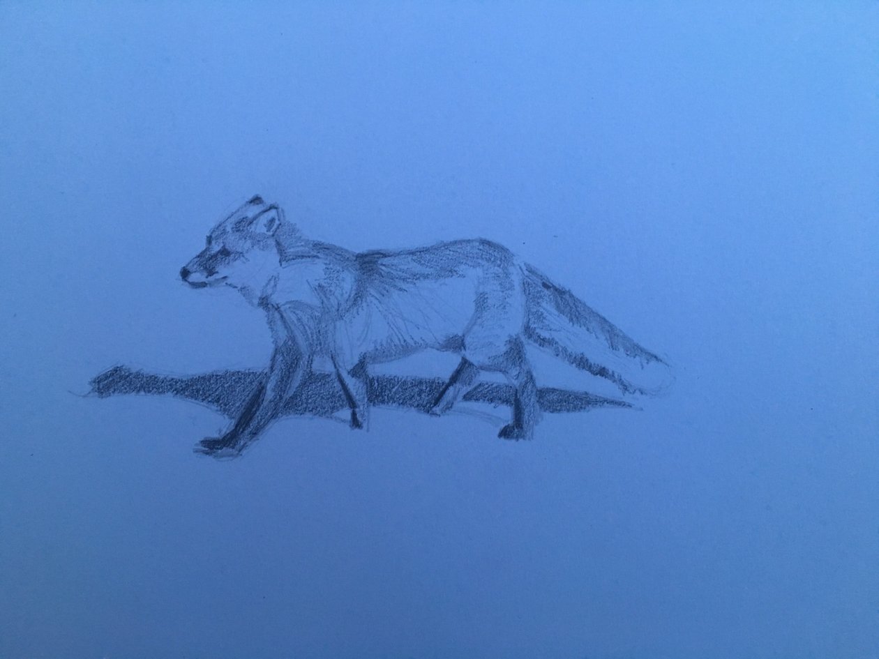 Tilki, 2018 by Barbara Hoogeweegen
