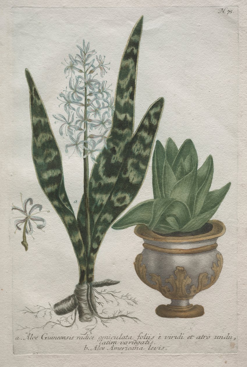 Aloe by Bartholomaus Seutter