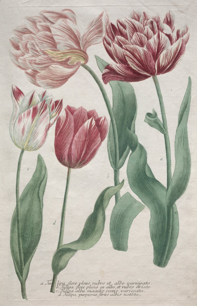 laleler by Bartholomaus Seutter