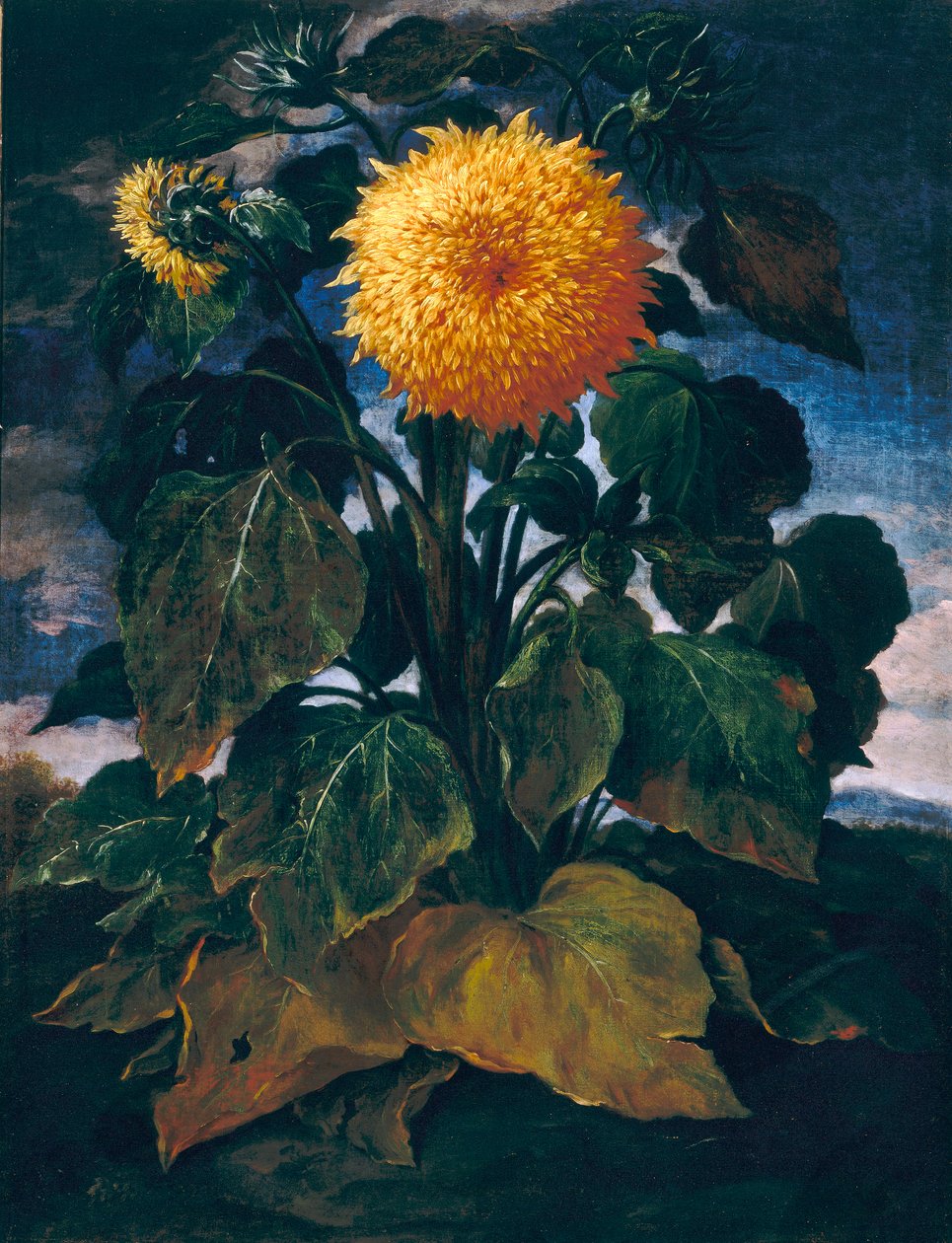 Çift ayçiçeği by Bartolomeo Bimbi
