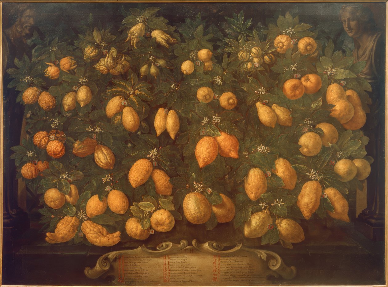 Turunçgiller by Bartolomeo Bimbi