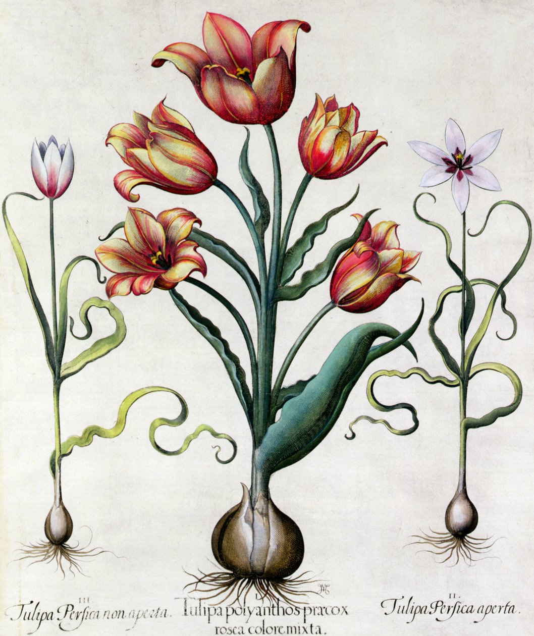 Tulip Perfect Açık yok, Tulip Polyanthos Pracox, Tulip Perfect açık Alman Okulu tarafından 17. yüzyıla oyulmuş by Basilius Besler