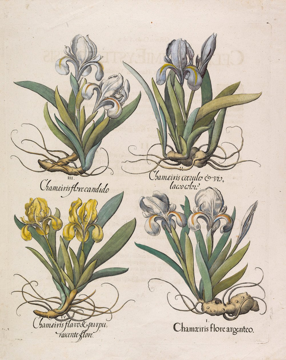 Chamaeiris flore, 1613. by Basilius Besler