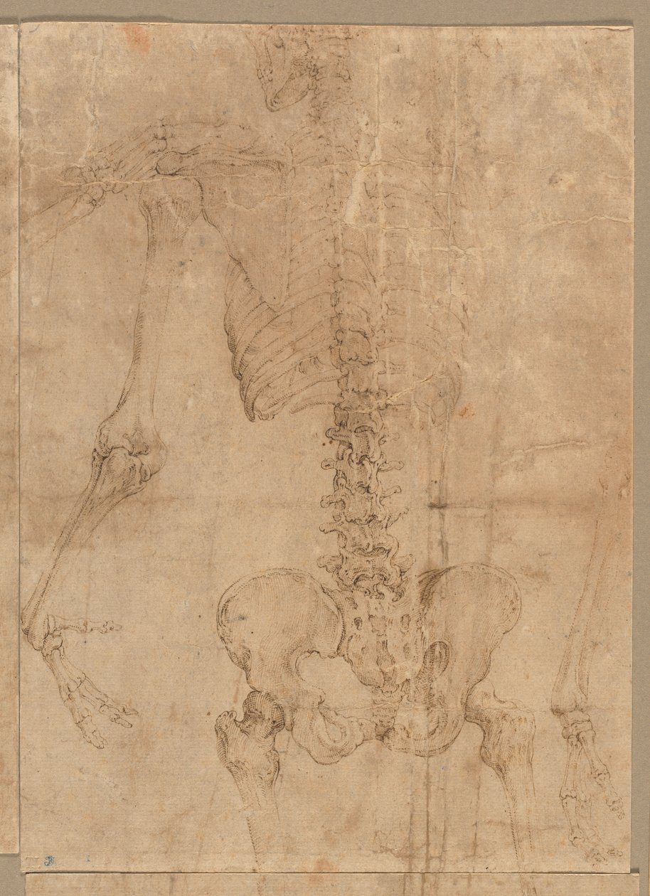 İskeletin Arkadan Üst Yarısı by Battista Franco