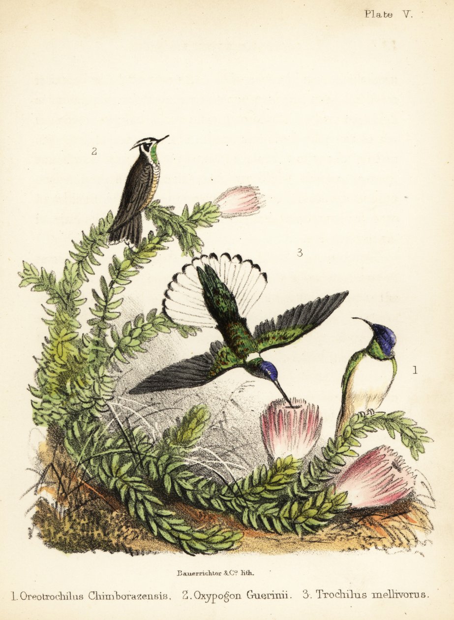 Sinek kuşu türleri. 1855 (litografi) by Bauerrichter