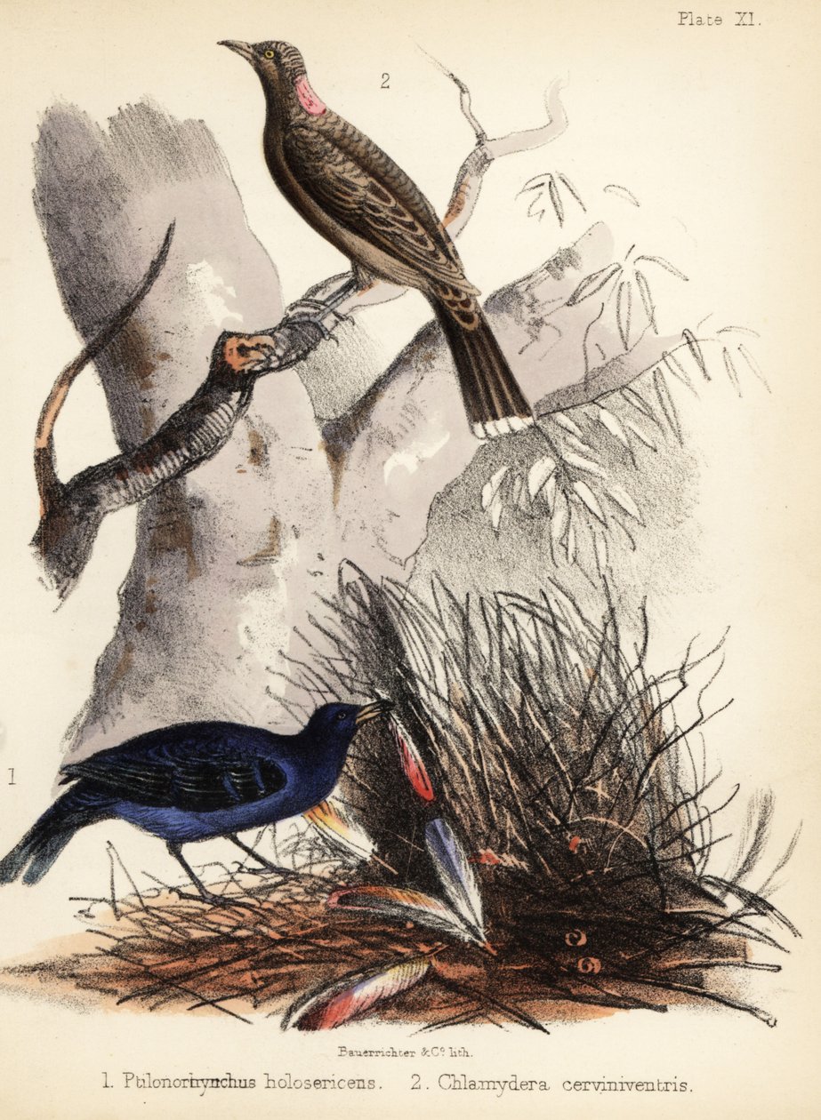 Saten ve açık kahverengi göğüslü çardak kuşları. 1855 (litografi) by Bauerrichter