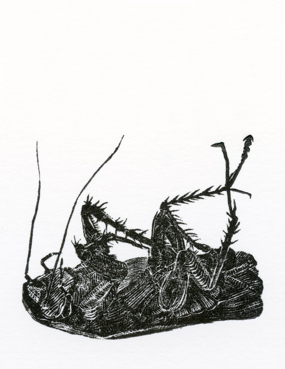 Ölü Hamamböceği, 2014, (kağıt üzerine ahşap gravür) by Bella Larsson