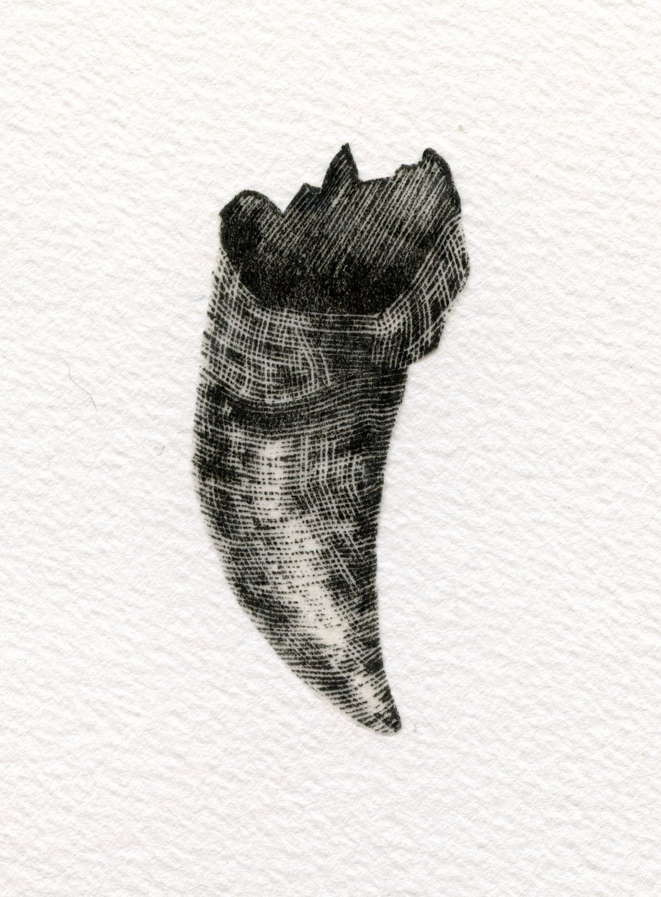 Feline Tooth, 2014, (kağıt üzerine ahşap gravür) by Bella Larsson