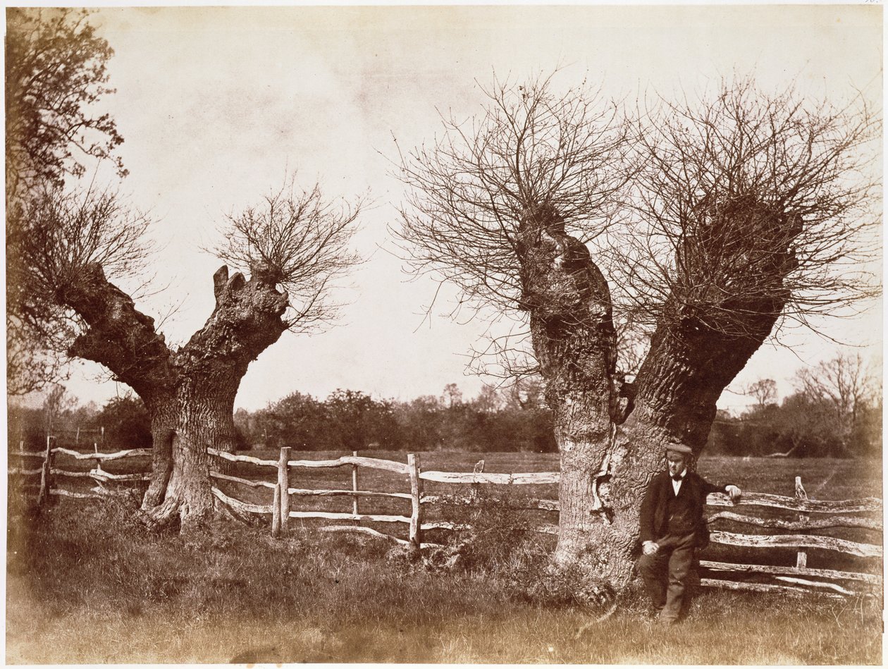 Bir Hedgerow Tree, 1852 (albüm baskısı) by Benjamin Brecknell Turner