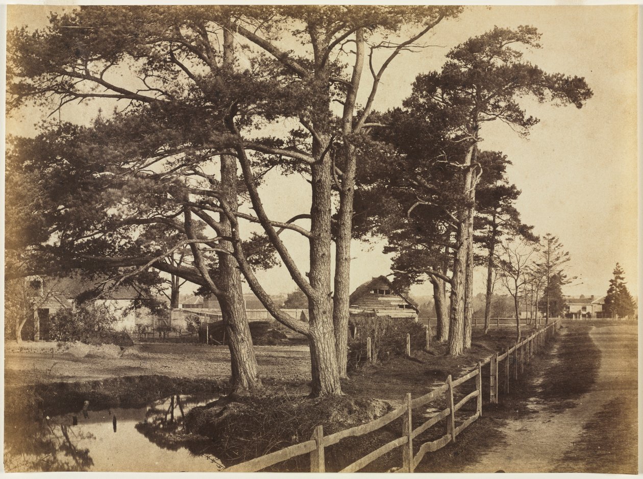 İskoç Köknarları, Hawkhurst by Benjamin Brecknell Turner