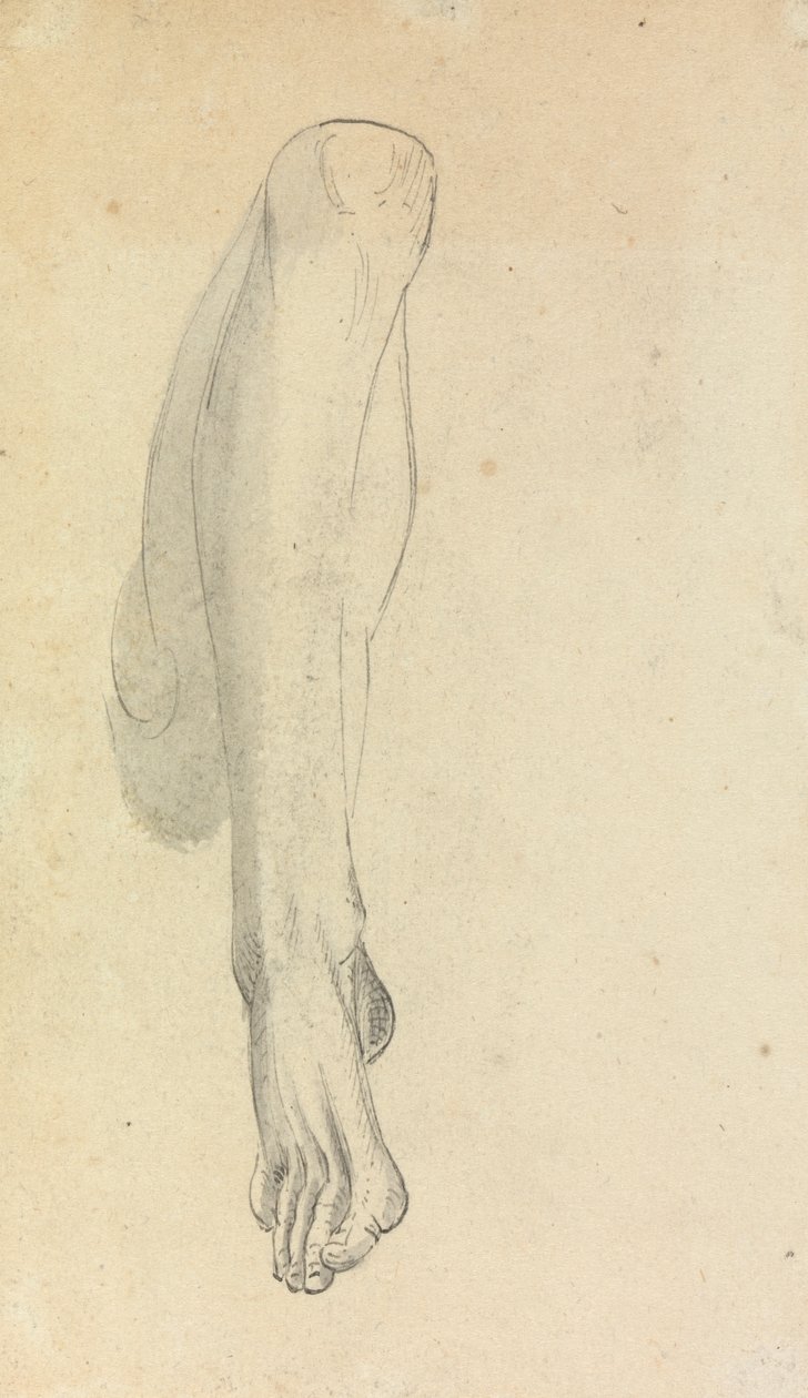 Bir Bacağın Anatomik Çalışması by Benjamin Robert Haydon