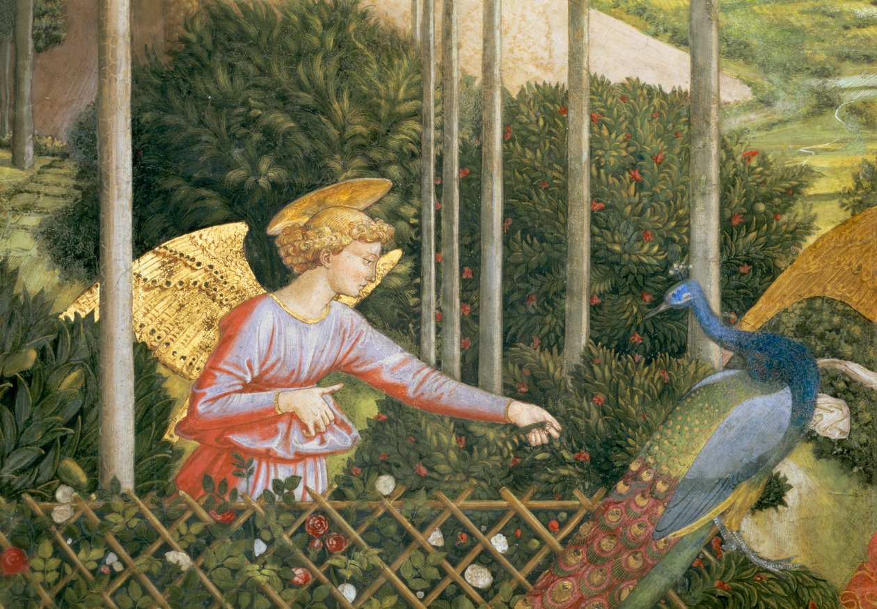 Tavus kuşunu besleyen melek, şapeldeki Magi döngüsünün Yolculuğundan detay, 70610 c.1460 fresk detayı by Benozzo di Lese di Sandro Gozzoli