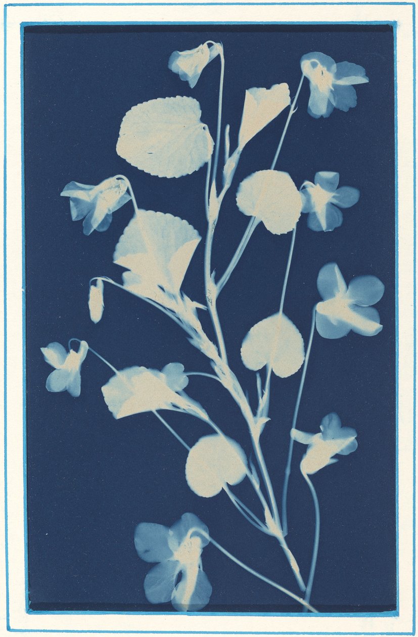 İsimsiz, c. 1900. by Bertha Evelyn Jacques